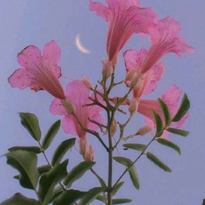 幻舞奇侠游戏